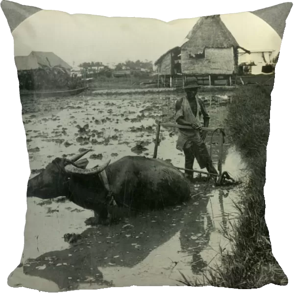 A Filipino Farmer with His Water Buffalo Harrowing a Flooded Rice Field, Luzon, P