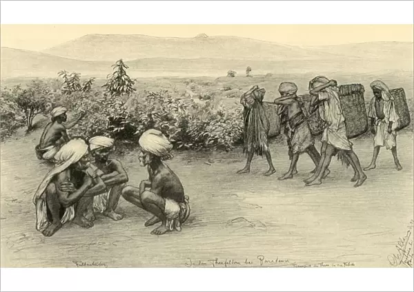 Tea pickers, Peradeniya, Ceylon, 1898. Creator: Christian Wilhelm Allers