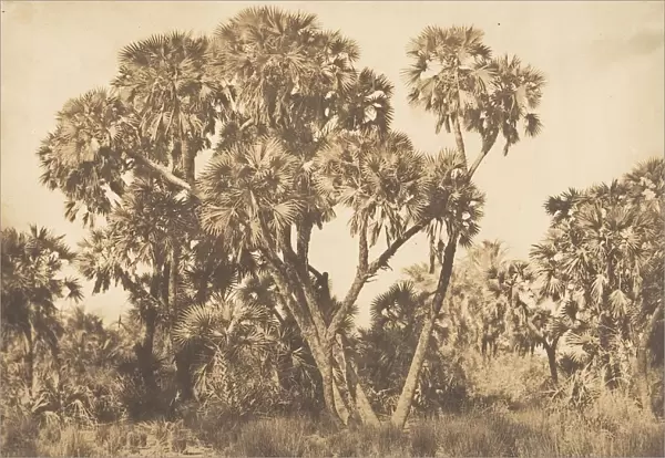 Palmiers Doums a Hamarneh, 1849-50. Creator: Maxime du Camp