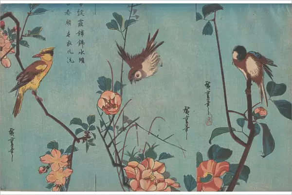 Titmouse and Camellias (right), Sparrow and Wild Roses (center), and Black-naped Oriol... ca. 1833. Creator: Ando Hiroshige