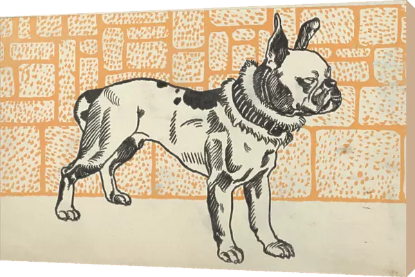 Pitbull Terrier, 1912. Creator: Moritz Jung