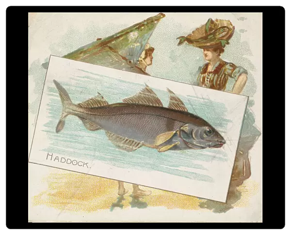 Haddock, from Fish from American Waters series (N39) for Allen & Ginter Cigarettes