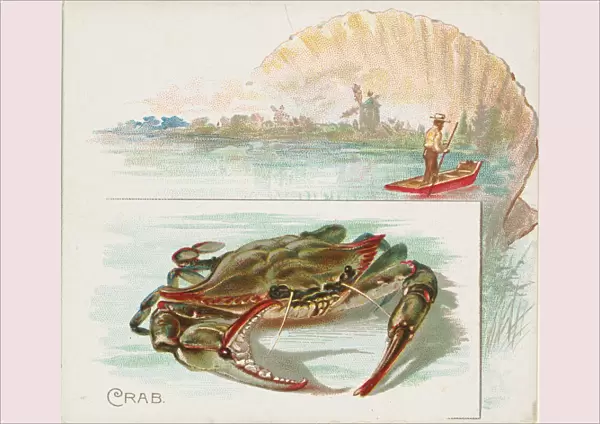 Crab, from Fish from American Waters series (N39) for Allen & Ginter Cigarettes, 1889