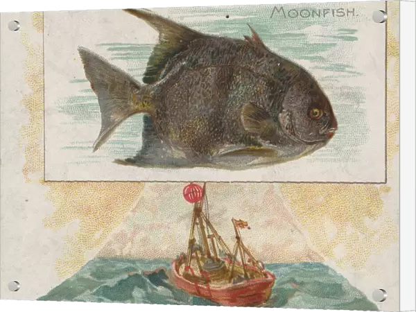Moonfish, from Fish from American Waters series (N39) for Allen & Ginter Cigarettes