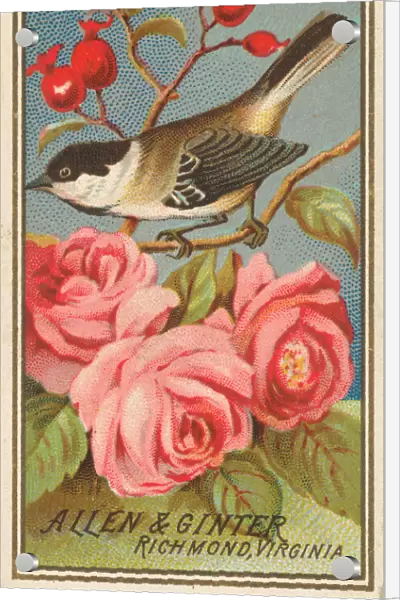 Chickadee, from the Birds of America series (N4) for Allen & Ginter Cigarettes Brands