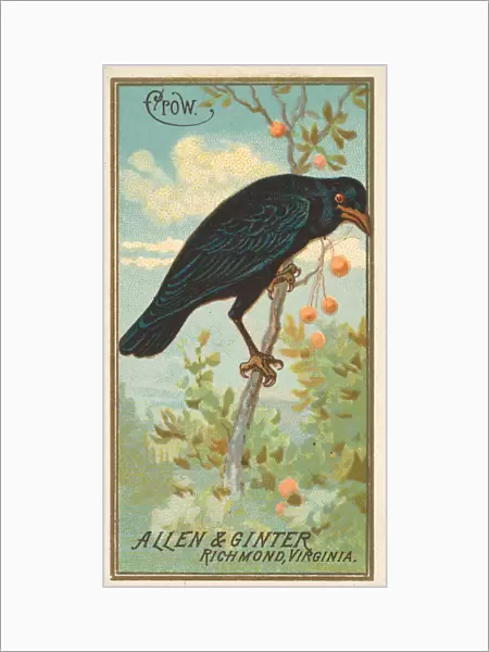Crow, from the Birds of America series (N4) for Allen & Ginter Cigarettes Brands