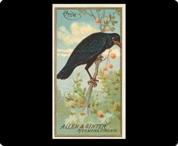 Crow, from the Birds of America series (N4) for Allen & Ginter Cigarettes Brands
