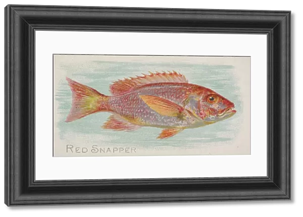 Red Snapper, from the Fish from American Waters series (N8) for Allen &