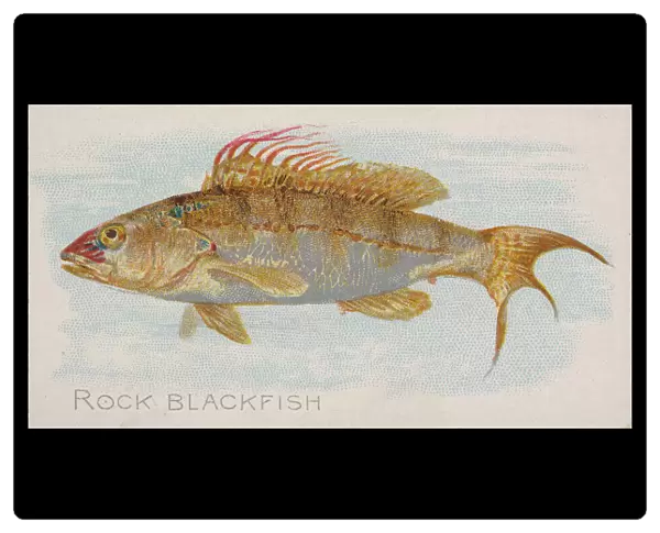 Rock Blackfish, from the Fish from American Waters series (N8) for Allen &
