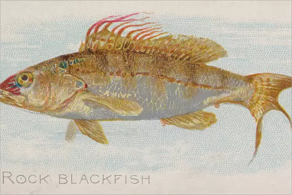 Rock Blackfish, from the Fish from American Waters series (N8) for Allen &