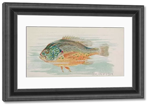 Sunfish, from the Fish from American Waters series (N8) for Allen &