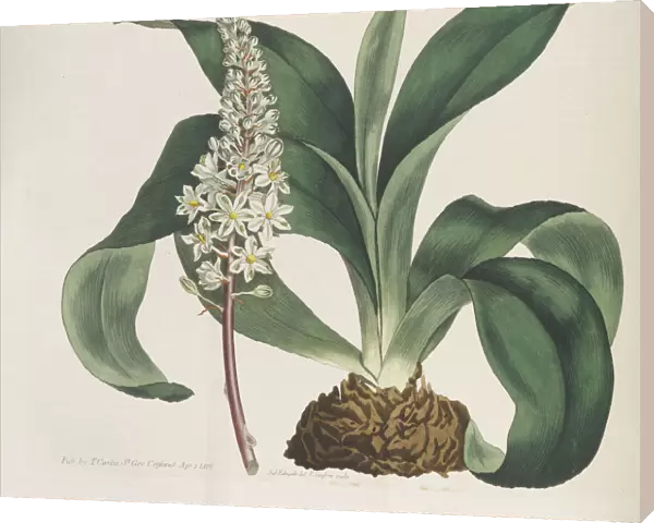 Botanical Magazine, 1787-1833. Creator: Curtis, William (1746-1799)