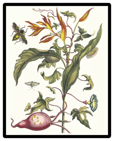 Ipomoea batatas and Heliconia psittacorum. From the Book Metamorphosis insectorum