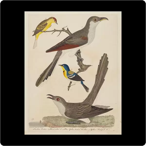 Carolina Cuckoo, Black-billed Cuckoo, Blue Yellow-backed Warbler, and Yellow... pub