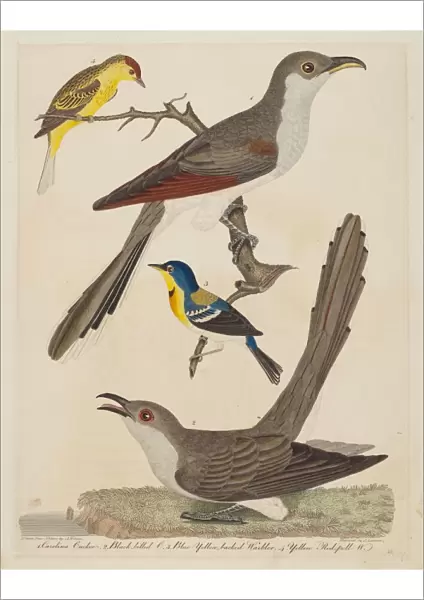 Carolina Cuckoo, Black-billed Cuckoo, Blue Yellow-backed Warbler, and Yellow... pub
