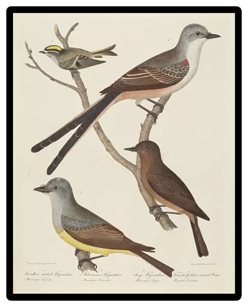 Swallow-tailed Flycatcher, Arkansas Flycatcher, Says Flycatcher, and Female... Wren