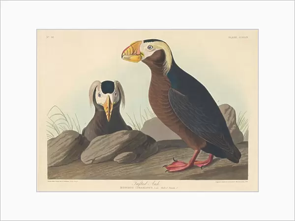 Tufted Auk, 1835. Creator: Robert Havell