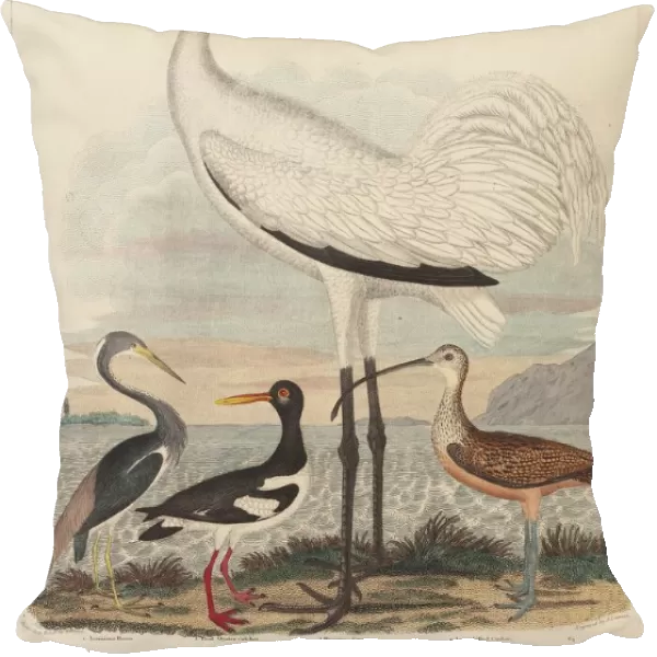 Louisiana Heron, Pied Oyster-catcher, Hooping Crane, and Long-billed Curlew