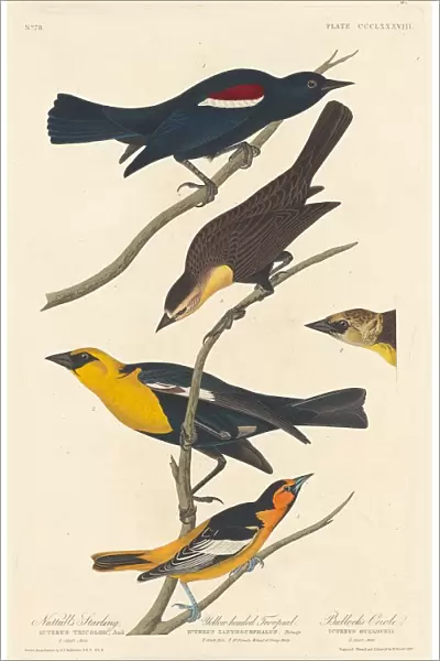 Nuttalls Starling, Yellow-headed Troopial and Bullocks Oriole, 1837