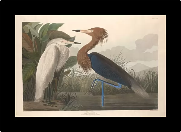 Purple Heron, 1835. Creator: Robert Havell