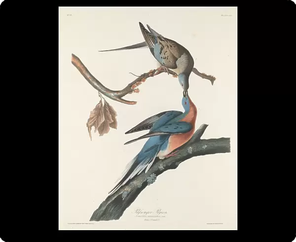 Passenger Pigeon, 1829. Creator: Robert Havell