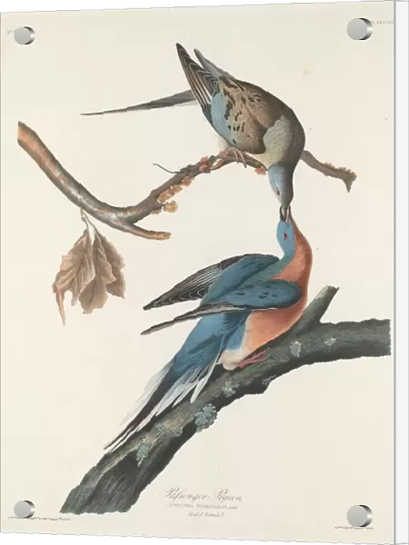 Passenger Pigeon, 1829. Creator: Robert Havell