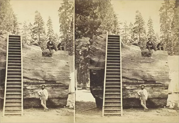 Section of the Original Big Tree, 92 ft. in circumference, 1870  /  71