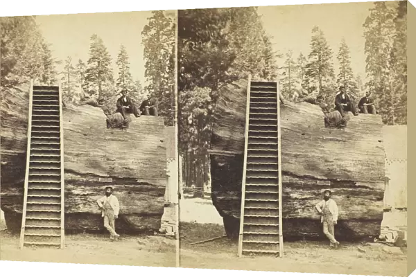 Section of the Original Big Tree, 92 ft. in circumference, 1870  /  71