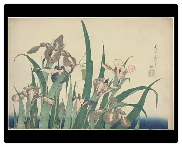 Iris and Grasshopper, from an untitled series of large flowers, Japan, c. 1833  /  34