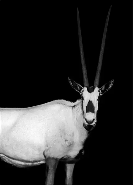 Arabian Oryx. Creator: Viet Chu