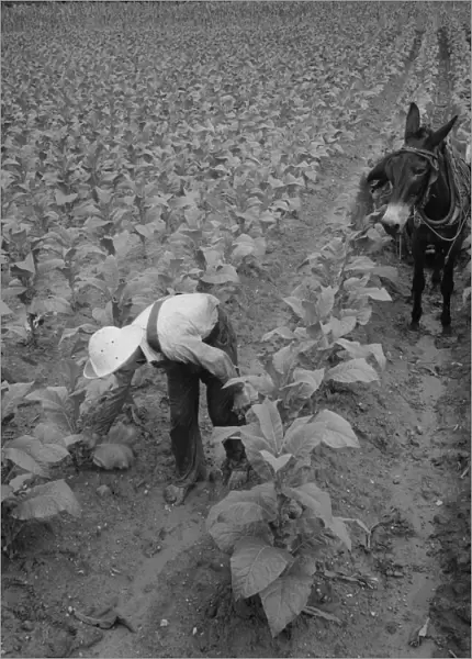 White sharecropper and wage laborer priming tobacco early... Granville County, North Carolina, 1939 Creator: Dorothea Lange