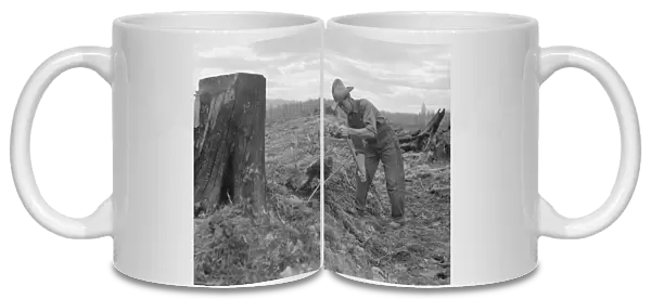 Shows method of pulling tomarack stump, Bonner County, Idaho, 1939. Creator: Dorothea Lange