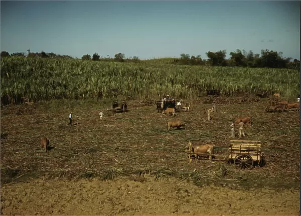 Harvesting sugar cane in a burned field, vicinity of Guanica, Puerto Rico. 1942. Creator: Jack Delano