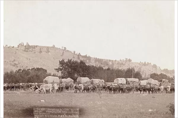 Freighting in 'The Black Hills' Photographed between Sturgis and Deadwood, 1891. Creator: John C. H. Grabill. Freighting in 'The Black Hills' Photographed between Sturgis and Deadwood, 1891. Creator: John C. H. Grabill