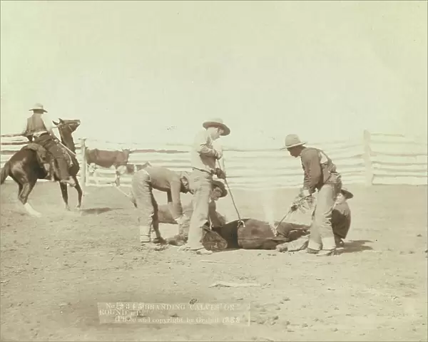 Branding calves on roundup, 1888. Creator: John C. H. Grabill