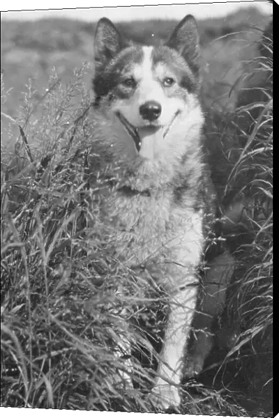 Oolik, an Alaskan huskie, between c1900 and c1930. Creator: Lomen Brothers