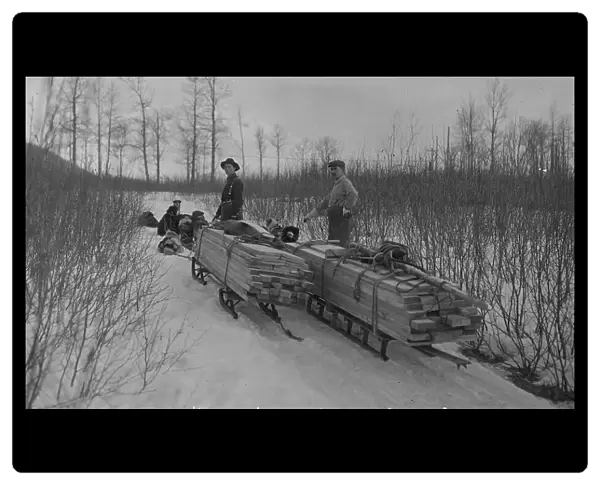 Hauling lumber by dog sleds, between c1900 and c1930. Creator: Unknown