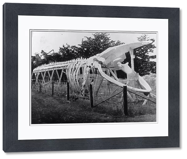 Skeleton of a whale, between c1900 and c1930. Creator: Unknown