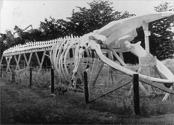 Skeleton of a whale, between c1900 and c1930. Creator: Unknown