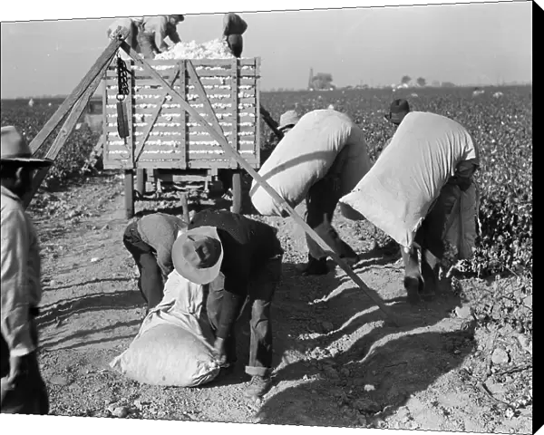 Cotton pickers bringing in their 'pick' to be weighed, San Joaquin Valley, California, 1936. Creator: Dorothea Lange. Cotton pickers bringing in their 'pick' to be weighed, San Joaquin Valley, California, 1936. Creator: Dorothea Lange