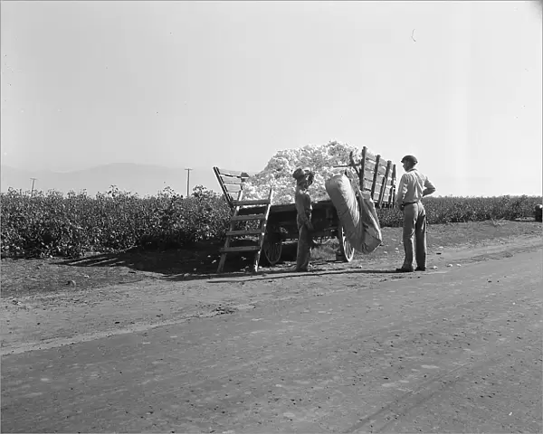 Weighing in cotton, Southern San Joaquin Valley, California, 1936. Creator: Dorothea Lange