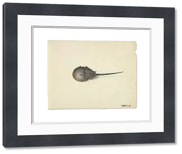 A Horseshoe Crab, n.d. Creator: Pieter Holsteyn the Younger