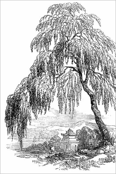 The Funebral Cypress, 1850. Creator: Unknown