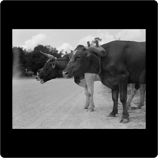 Ox team that hauls pulpwood, Bay Saint Louis, Mississippi, 1937. Creator: Dorothea Lange