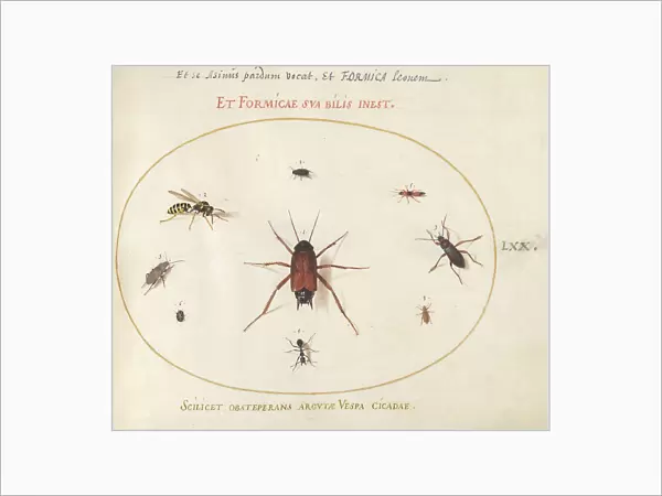 Plate 70: A Roach Surrounded by Insects, c. 1575 / 1580. Creator: Joris Hoefnagel