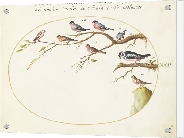 Animalia Volatilia et Amphibia (Aier): Plate XXV, c. 1575 / 1580. Creator: Joris Hoefnagel