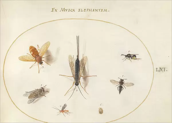 Plate 61: Seven Insects, Including a Small Striped Beetle, c. 1575 / 1580. Creator: Joris Hoefnagel
