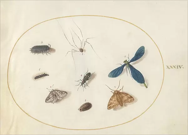 Plate 34: Two Moths with a Spider, a Caterpillar, and Four Other Insects, c. 1575 / 1580. Creator: Joris Hoefnagel