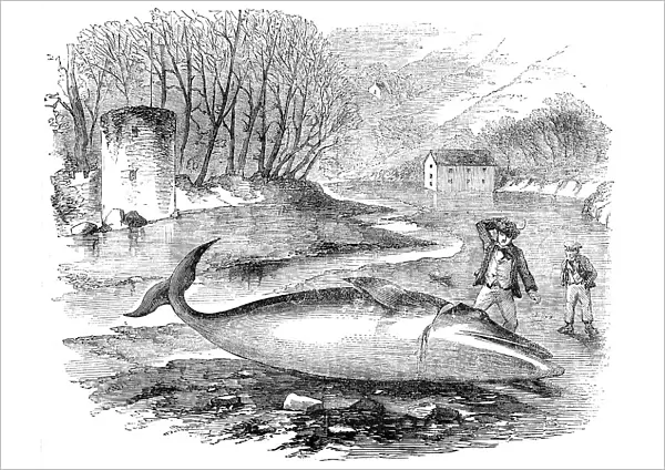 Pike-Headed Rorqual Whale taken in the Dart, 1856. Creator: Unknown