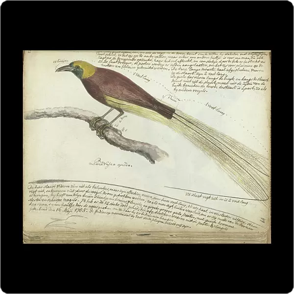Bird of Paradise, 1785. Creator: Jan Brandes
